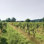 Christian Steiner – Traditionelles Weinhandwerk