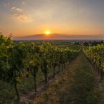 Weingut Familie Schlager